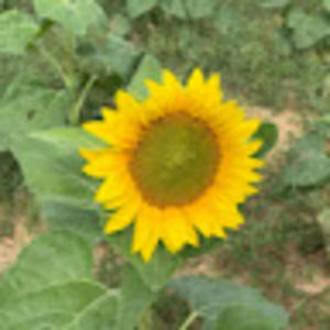 Meet your Posher, Kerrie